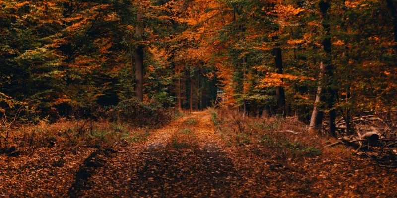 photo-1542638413-644daf229e56-f94781d5